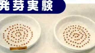 「バイオイーザー」発芽実験