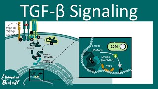 TGF-Beta signaling pathway | Cell cycle and TGF beta pathway | TGF beta pathway in cancer