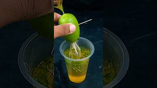 Best way to grow lemon plant from fruit || The method of home planting //#highlights #shortvideo