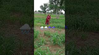 #endr #dev #viral #video #trending #funny #reels #shorts #video 🌧️🌧️🌧️☂️☂️👌👌❤️