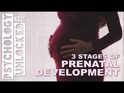 Three Stages of Prenatal Development - When does Psychological Development start?