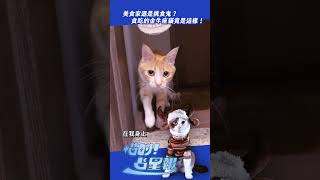 養了一隻金牛座貓是什麼體驗？固執+挑食讓人哭笑不得😂🐱 #喵的占星報 #金牛座 #貓咪 #貓咪星座 #12星座