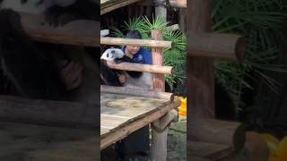 The panda cub refused to end work again, but was eventually carried off by the keeper! #panda #cute