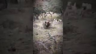 Javali ataca peão na fazenda! #animais #fazenda #agro #javali #javaporco #porco #suino #interior