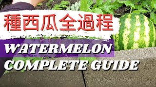 Watermelon Planting/ How to grow watermelon【種西瓜全過程】種西瓜要注意什麼？垂直種西瓜| 什麼時候採收西瓜| 西瓜育苗| 西瓜修剪側蔓| 澆水問題