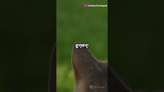 amazing facts about cat //  #facts #shorts #nepal #viralnepal #nepalishorts