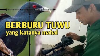 Berburu Burung Tuwu | Bird Hunting With Air Rifle (Airgun Hunting)