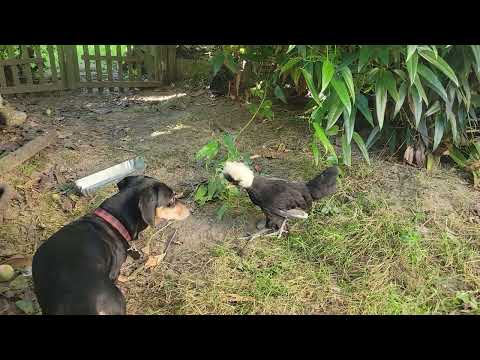 Frank playing chicken with chicken