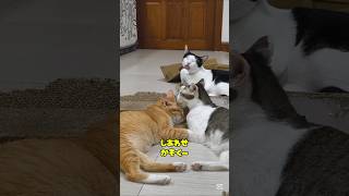 Everyone is happy ~ #LifeWithCats #Cat #Kitten #IWantToConnectWithCatLovers #MyFavoriteKitten #Cu...
