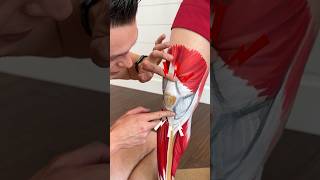 Exercises for patellar knee pain #shorts #jointpain