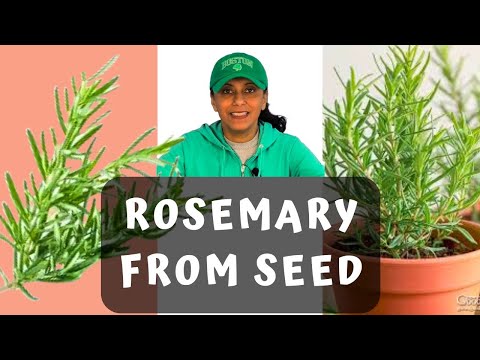 Grow Rosemary From Seed || Budget Gardening