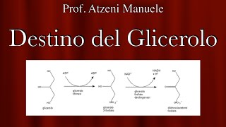 Fate of glycerol @ProfAtzeni