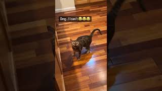 Bengal Cat Uses Meows and Cuteness to Get Food