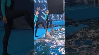 Actually, no one came to see the dolphins today .#shortvideo