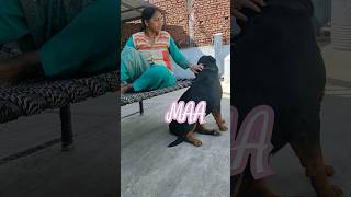 laado Daisy 😘❣️😘#rottweiler#doglover#youtubeshorts#touchingmoment