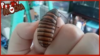 Halloween Hissing Cockroach (elliptorhina javanica)