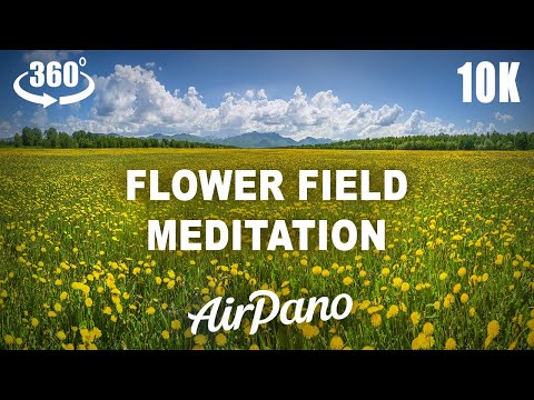 Flower Field 360° Meditation  in 10K