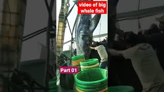 video of new whale fish came from manora | fishing in karachi