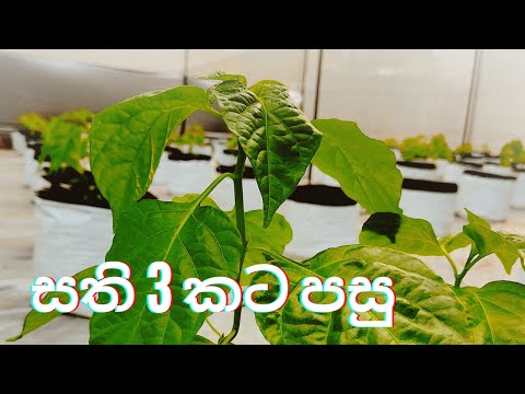 නයි මිරිස් වගාව සති 3 | Dark green Scoch Bonnet After 3 weeks.