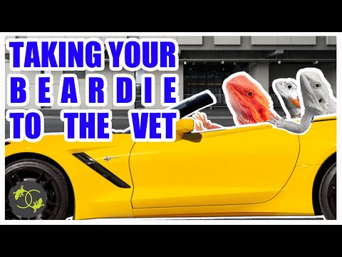 How to Transport your Bearded Dragon - To the Vet & Home - Cookies Critters