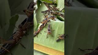 He Climbed My Face! 😱🦗 #UnexpectedPets #FunnyBugs