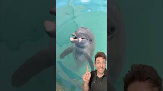 Bottlenose Dolphins are swimming brains
