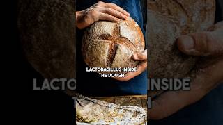 This Isn’t Just Bread — It’s a Microbiome Miracle 🍞🦠