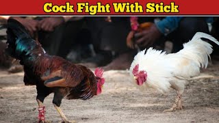 Dangerous Cock Fight With Stick 😱 | Cock Fight