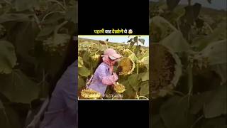 सूरजमुखी के फूल इतना खतरनाक क्यों होते हैं #shorts #facts #amazingfacts #viralfact