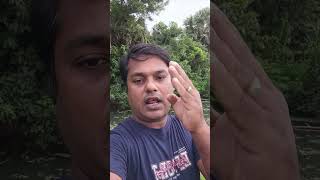 পাখি কখনও ডাল ভেঙে পড়ে যাওয়ার ভয় করে না #shorts #shortsvideo #shortsyoutube
