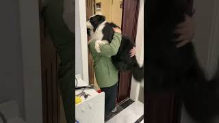 回家先来个抱抱！#动物#萌宠#宠物#边牧#狗狗#animals#cute#funny#pets