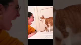 Funny Cats Doing Dumb Things#funny #funnycat #cat