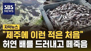 제주 하천서 물고기 집단 폐사…장마철 내린 비가 원인이라고? (자막뉴스) / SBS