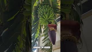 How Banana grow on Hawaii year around #hawaii #banana #fruits #maui photographer