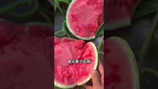 高磷高钙促花骨粉 当我们的西瓜坐果之后，一定要及时补充高磷高钙肥，#种植小技巧 #骨粉是高磷高钙的有机肥 #促花保果 #分享农业知识帮农民增产增收