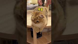 【牛奶是只猫】确实是个好方法！恭喜小老三拉💩顺利！#金渐层
