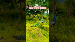 Wildlife Adventure Trip 🐅 | Face to Face with Wild Animals! #travel #nature #viral #tigerreserve