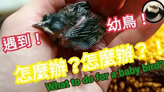 🐥 撿到雀！遇到幼鳥、雛鳥怎麼辦？救鳥？ what to do when facing a small baby bird?  rescue? #紅耳鵯 #白頭翁 #麻雀 #了哥 #綠繡眼 等鳥適用