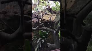 笑翠鳥（請開聲音）