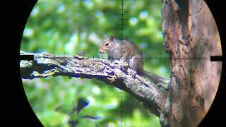 Squirrel Hunting Pesting PCP Airgun FX Impact .30 Air Rifle demolitia on Squirrels with slow motion