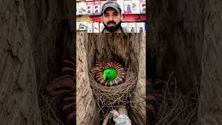 AI Birds & Snake #ai #aiart #aibirds #aivideo