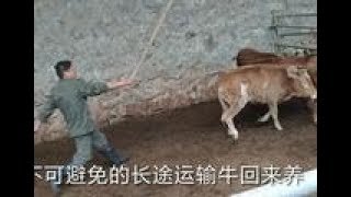 养牛小伙尘峰：牛长途运输应激怎么处理？养牛人需知