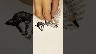 Drawing a Bird Just Got EASY!  #art #animaldrawing #bird