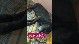 flashback Friday part 3...#pets#seniordog #lab#blacklab#petlover#labrador #pet#dogs#shorts#doglover