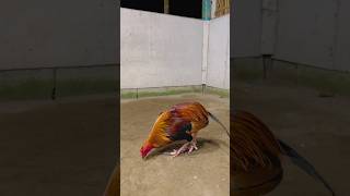 5x Winner Nawalan na ng BuntoT #shortvideo