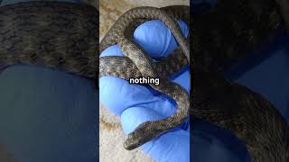 "My Pet Snake Was Planning to Eat Me... #petsnake  #PythonStory #AnimalStories