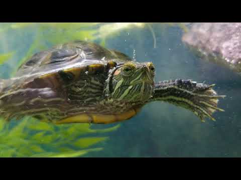 Red eared slider turtle in 4k resolution
