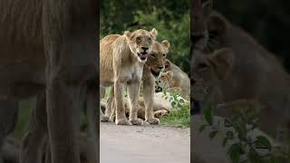 The Biggest Pride Lion Family in Kruger National Park | Satara Pride #lion #wildlife #africa #shorts