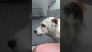 Insulting my dog