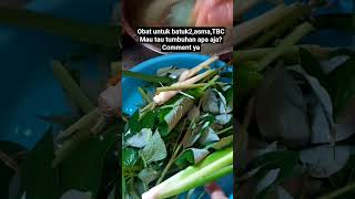 #obatherbal #obatradisional #tumbuhanobat #tanamanobatherbal #fypyoutube #fyp #short #shortvideo